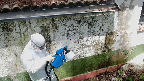 Trusted Mold Removal service in Huntingdon, PA - Cheap Mold Removal